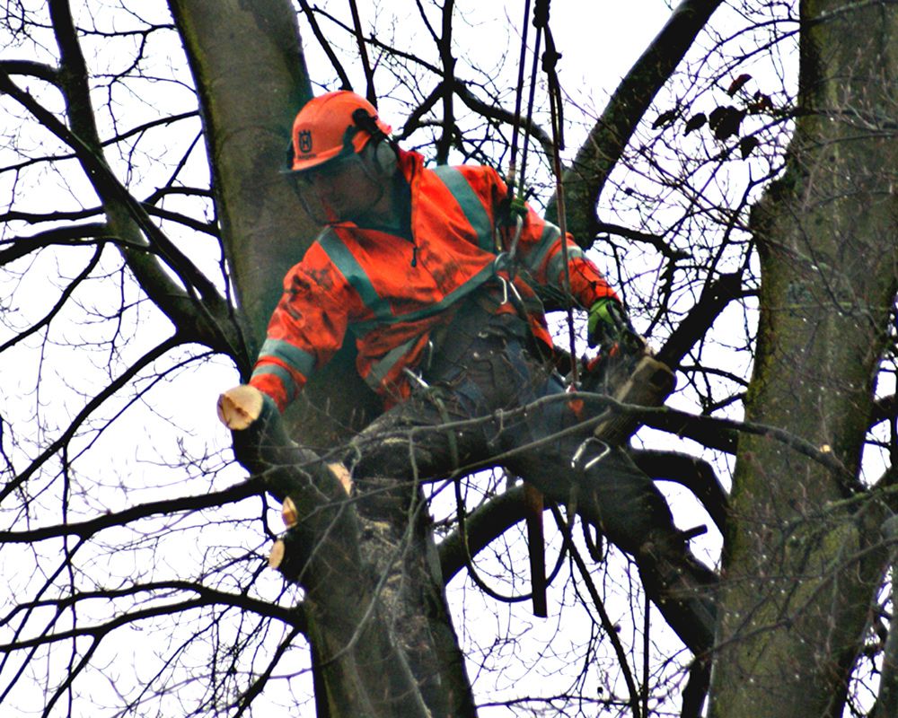 how-to-become-a-tree-surgeon-embarking-on-the-journey