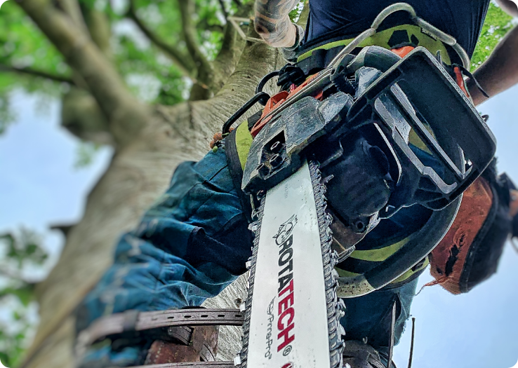 man climbing a tree with a chainsaw