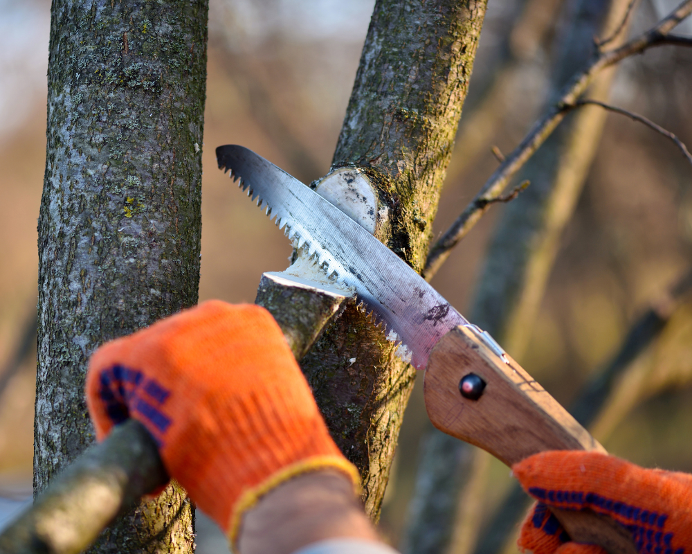 How to Trim a Tree Correctly - Pruning Guide