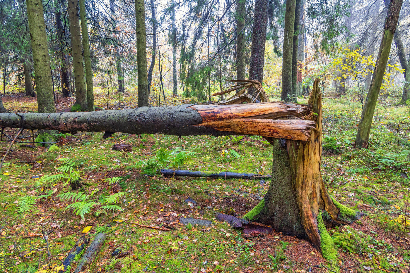5 Essential Tips for Storm Damage Tree Tidy-Up