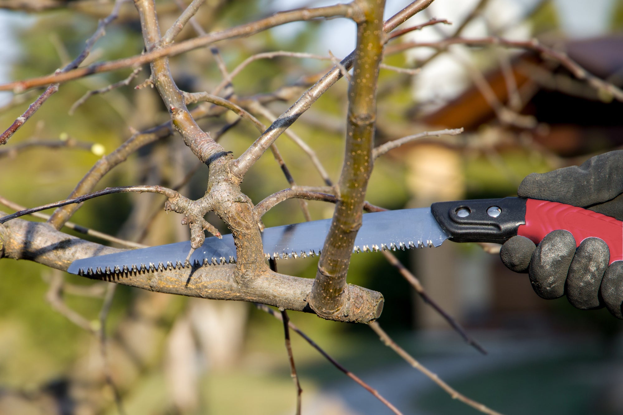 Curved vs Straight Pruning Saw - The Difference & How to Choose