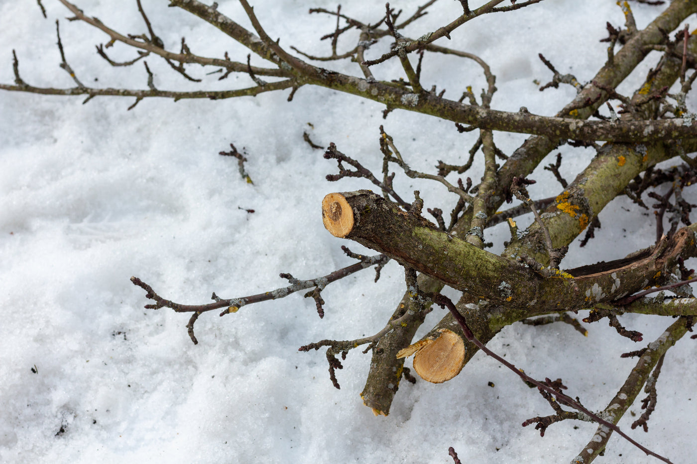 How to Prune Trees and Shrubs in Winter for the Best Spring Results