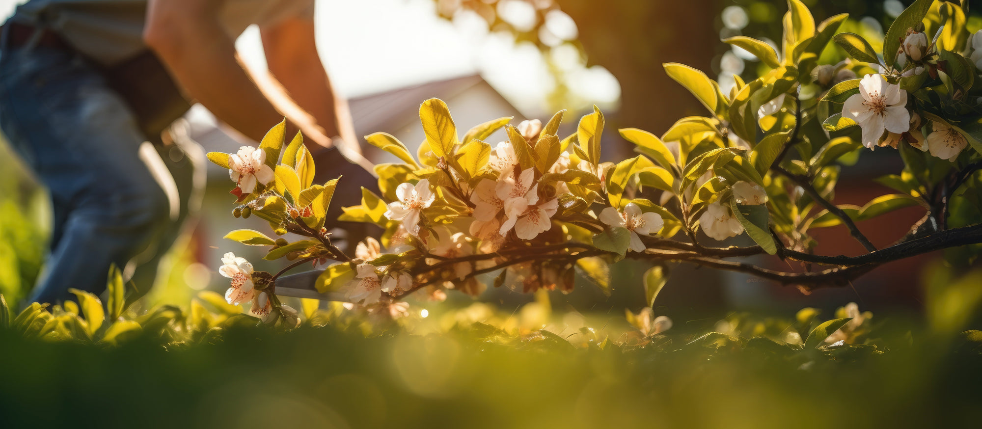 Must-Have Garden Tools for Spring Pruning