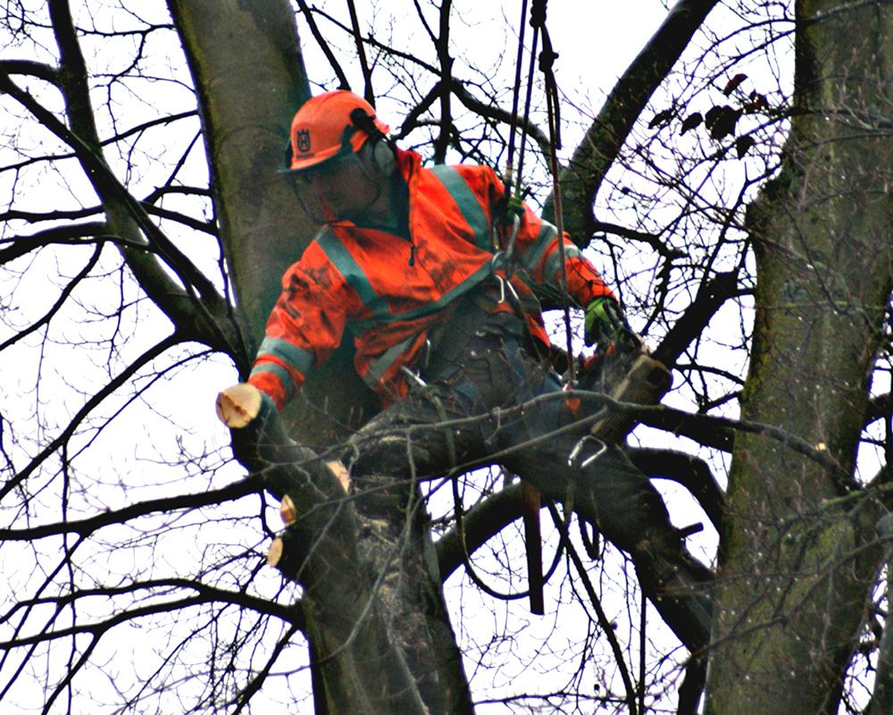 How To Become A Tree Surgeon