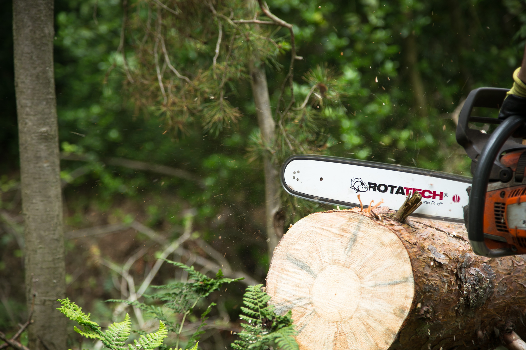 Autumn Chainsaw Essentials & Safety Tips for Arborists