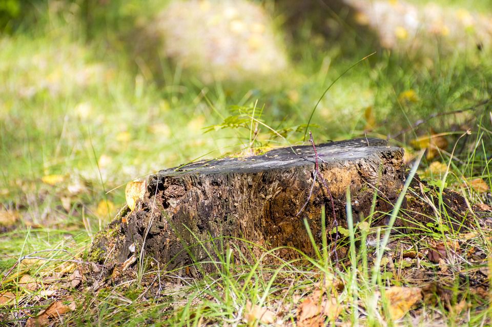 The Importance of Tree Stump Removal – 6 Main Reasons