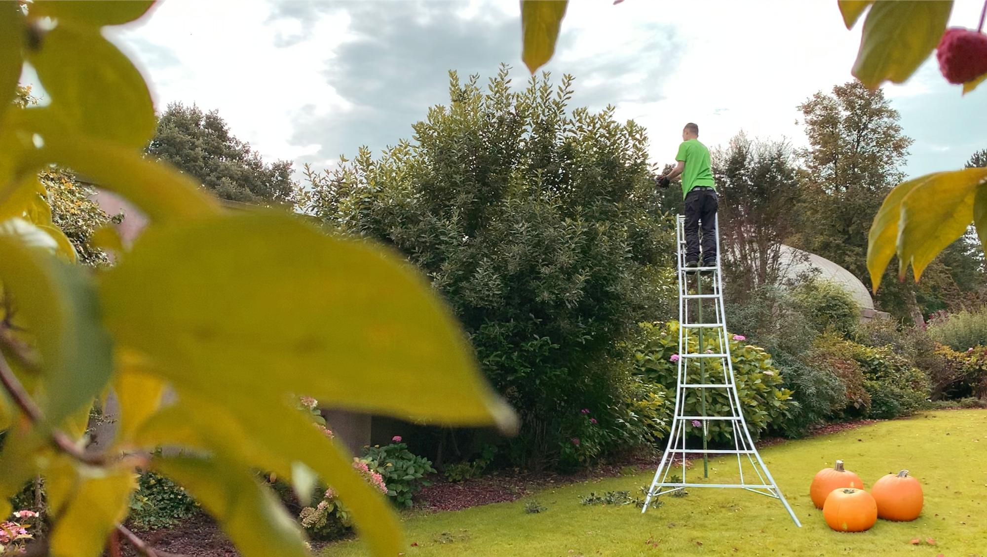 Autumn Pruning Guide: Tree Care & Essential Tools
