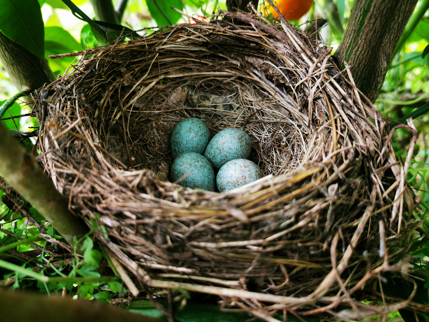 Arborist Guide to Nesting Season