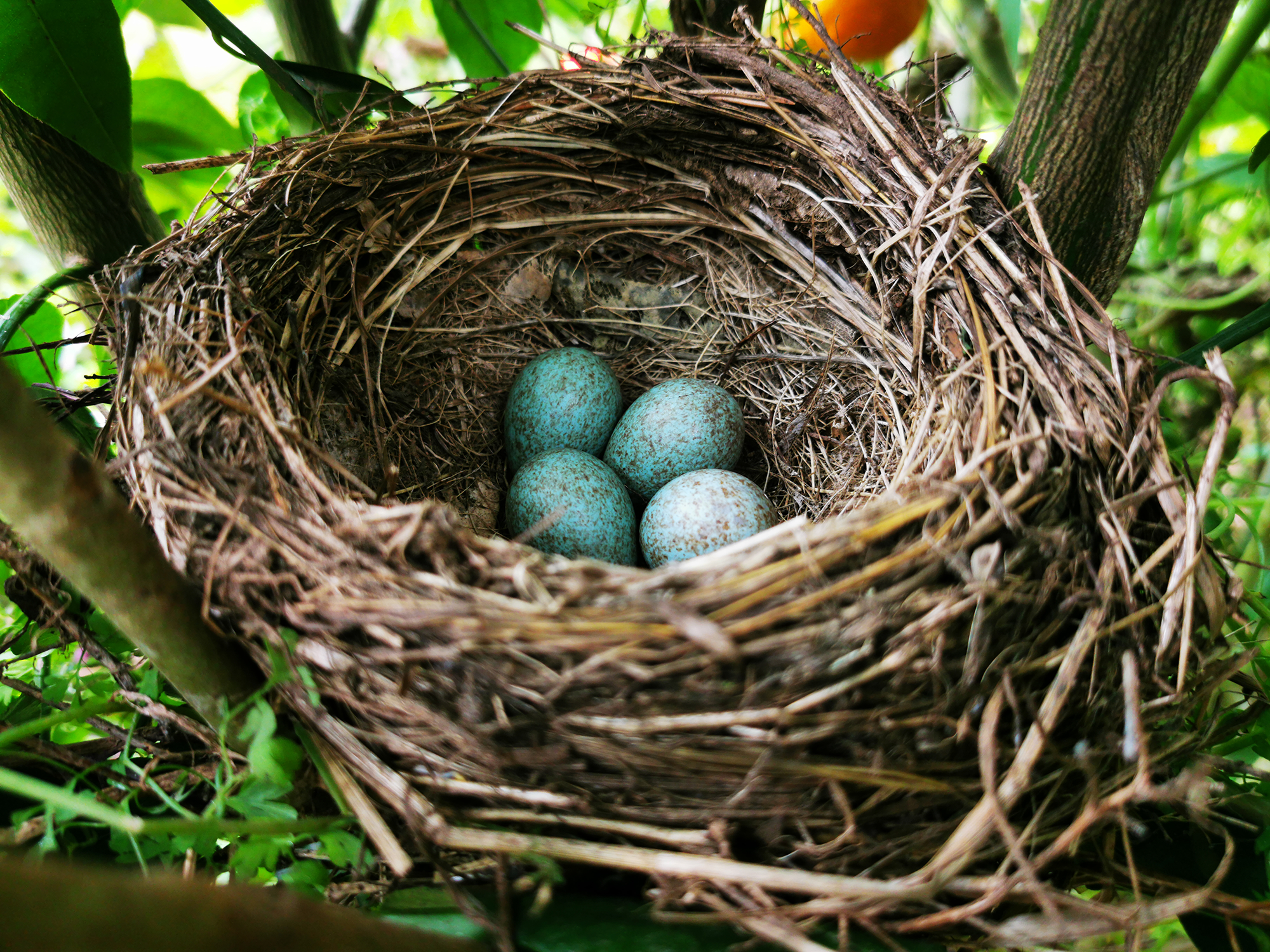 Arborist Guide to Nesting Season
