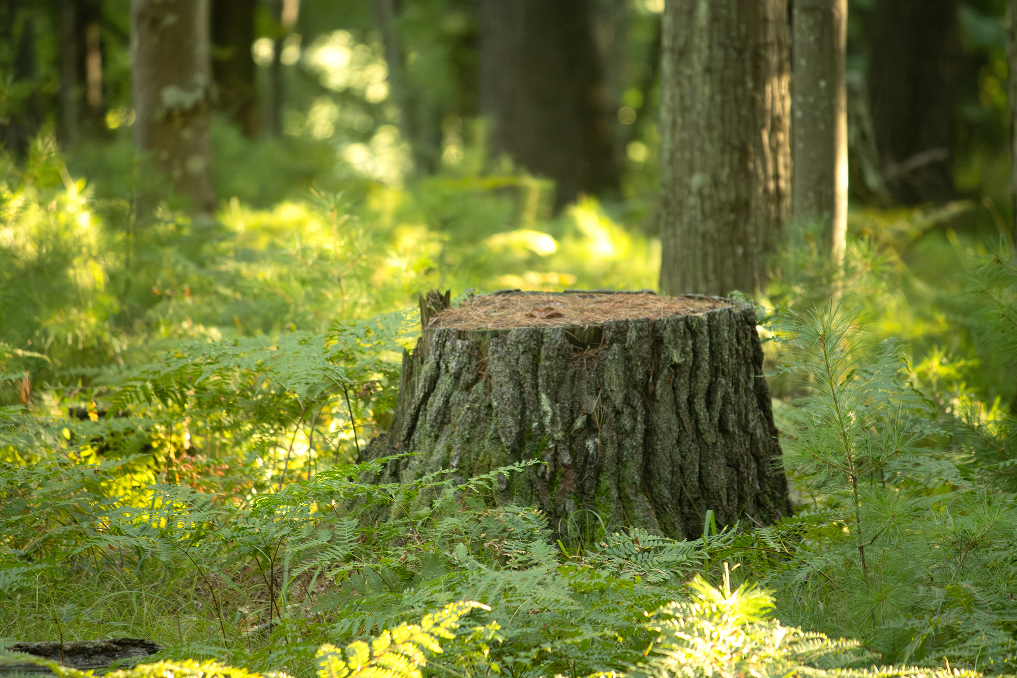 Stump Grinding in Autumn